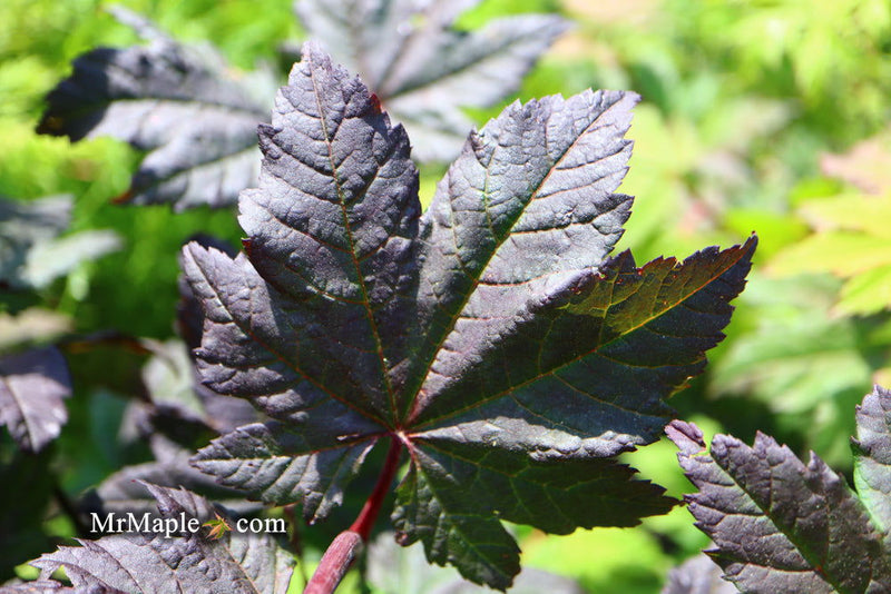 - Acer circinatum 'Burgundy Jewel' Japanese Maple - Mr Maple │ Buy Japanese Maple Trees