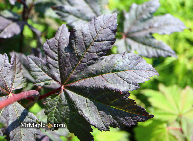 - Acer circinatum 'Burgundy Jewel' Japanese Maple - Mr Maple │ Buy Japanese Maple Trees