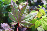 - Acer circinatum 'Burgundy Jewel' Japanese Maple - Mr Maple │ Buy Japanese Maple Trees