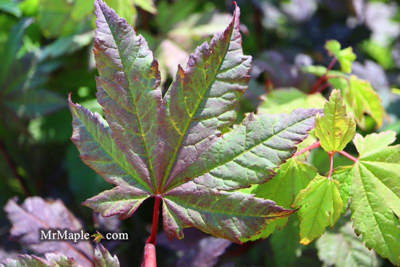 - Acer circinatum 'Burgundy Jewel' Japanese Maple - Mr Maple │ Buy Japanese Maple Trees