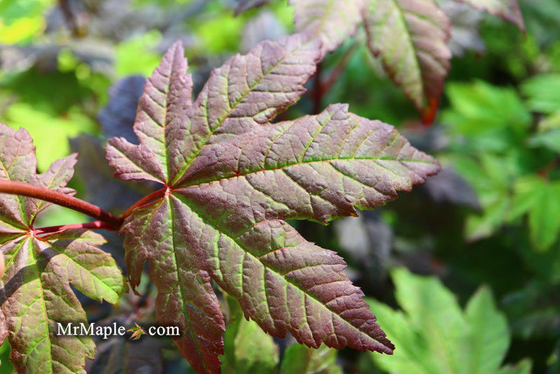- Acer circinatum 'Burgundy Jewel' Japanese Maple - Mr Maple │ Buy Japanese Maple Trees