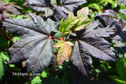 - Acer circinatum 'Burgundy Jewel' Japanese Maple - Mr Maple │ Buy Japanese Maple Trees