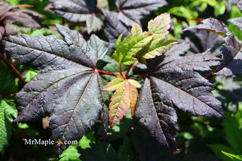 - Acer circinatum 'Burgundy Jewel' Japanese Maple - Mr Maple │ Buy Japanese Maple Trees