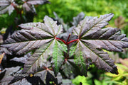 - Acer circinatum 'Burgundy Jewel' Japanese Maple - Mr Maple │ Buy Japanese Maple Trees