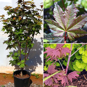 - Acer circinatum 'Burgundy Jewel' Japanese Maple - Mr Maple │ Buy Japanese Maple Trees