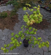 - Acer circinatum 'Elias Pacific Waterfall' Weeping Japanese Maple - Mr Maple │ Buy Japanese Maple Trees