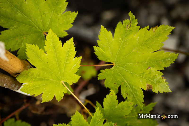- Acer circinatum 'Elias Pacific Waterfall' Weeping Japanese Maple - Mr Maple │ Buy Japanese Maple Trees