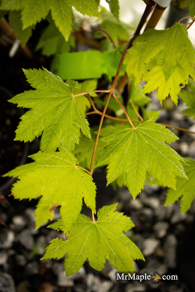 - Acer circinatum 'Elias Pacific Waterfall' Weeping Japanese Maple - Mr Maple │ Buy Japanese Maple Trees