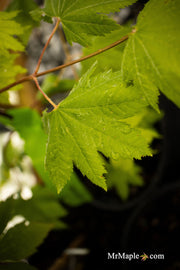 - Acer circinatum 'Elias Pacific Waterfall' Weeping Japanese Maple - Mr Maple │ Buy Japanese Maple Trees