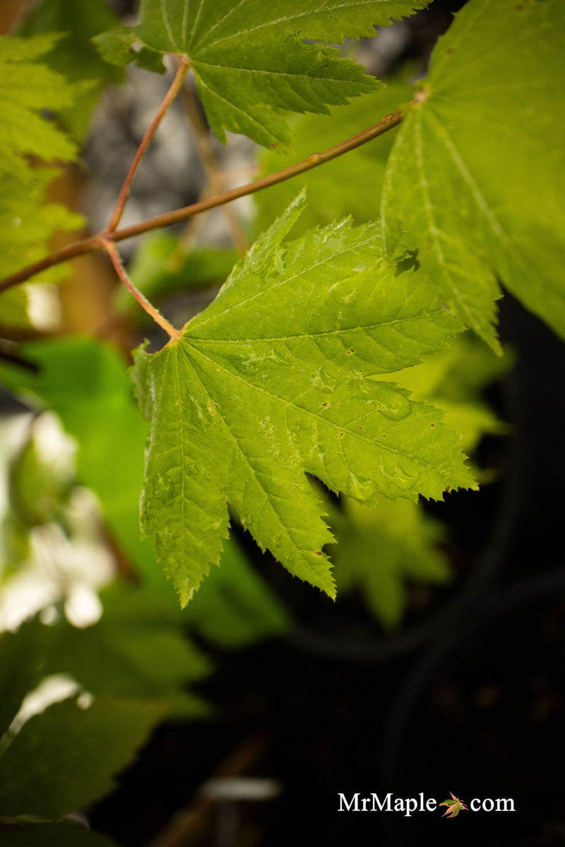 - Acer circinatum 'Elias Pacific Waterfall' Weeping Japanese Maple - Mr Maple │ Buy Japanese Maple Trees