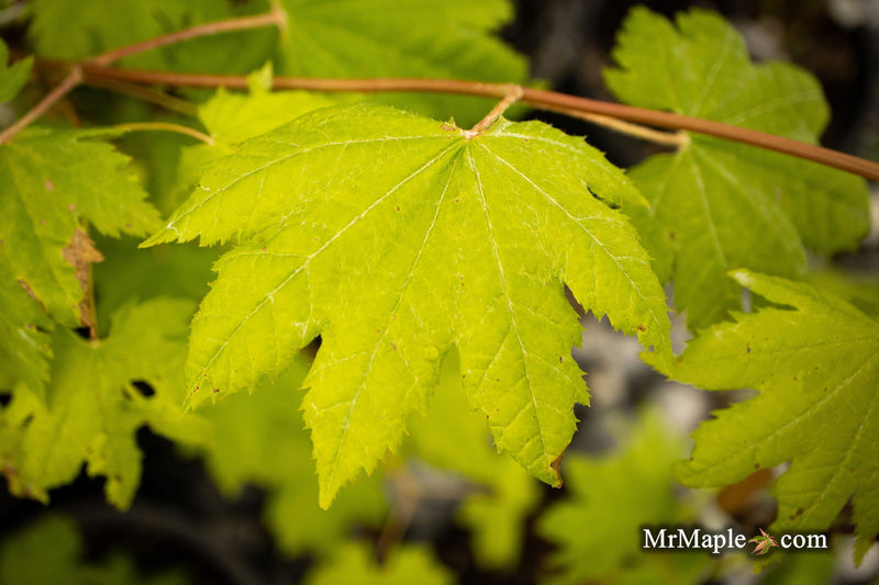 - Acer circinatum 'Elias Pacific Waterfall' Weeping Japanese Maple - Mr Maple │ Buy Japanese Maple Trees