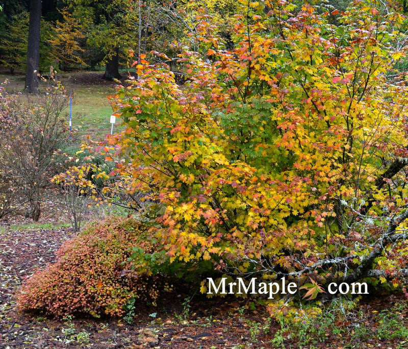 - Acer circinatum 'Hoyt Parent' Japanese Maple - Mr Maple │ Buy Japanese Maple Trees