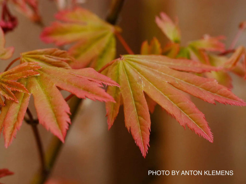 - Acer circinatum 'Kisetsu dore' Japanese Maple - Mr Maple │ Buy Japanese Maple Trees