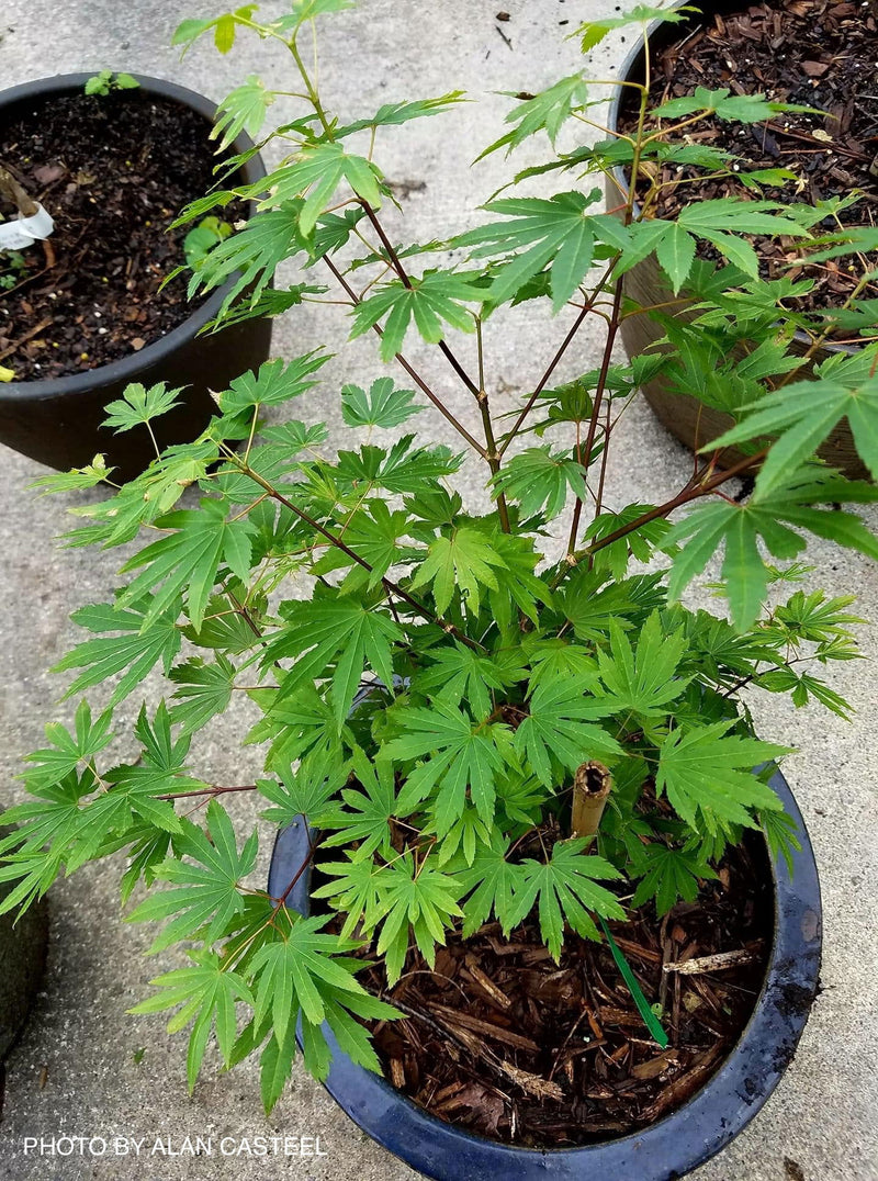 - Acer circinatum 'Kisetsu dore' Japanese Maple - Mr Maple │ Buy Japanese Maple Trees