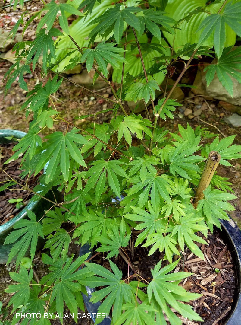 - Acer circinatum 'Kisetsu dore' Japanese Maple - Mr Maple │ Buy Japanese Maple Trees