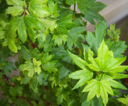 - Acer circinatum 'Little Gem' Alleyne Cook Vine Japanese Maple - Mr Maple │ Buy Japanese Maple Trees