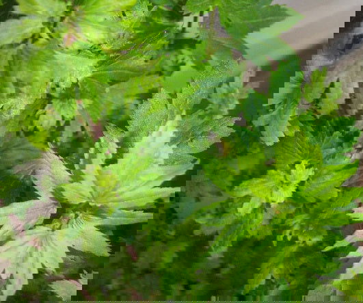 - Acer circinatum 'Little Gem' Alleyne Cook Vine Japanese Maple - Mr Maple │ Buy Japanese Maple Trees