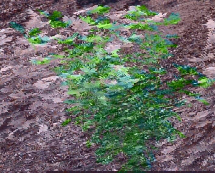 - Acer circinatum 'Little Gem' Alleyne Cook Vine Japanese Maple - Mr Maple │ Buy Japanese Maple Trees