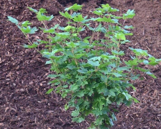 '- Acer circinatum 'Little Gem' Alleyne Cook Vine Japanese Maple - Mr Maple │ Buy Japanese Maple Trees