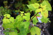 - Acer circinatum 'Little Gem' Alleyne Cook Vine Japanese Maple - Mr Maple │ Buy Japanese Maple Trees