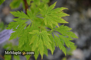 - Acer circinatum 'Monroe' Japanese Maple - Mr Maple │ Buy Japanese Maple Trees