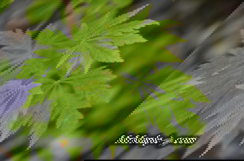 Buy Acer circinatum 'Monroe' Japanese Maple — Mr Maple │ Buy