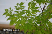 - Acer circinatum 'Monroe' Japanese Maple - Mr Maple │ Buy Japanese Maple Trees