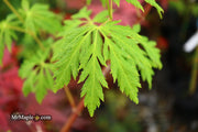 - Acer circinatum 'Monroe' Japanese Maple - Mr Maple │ Buy Japanese Maple Trees