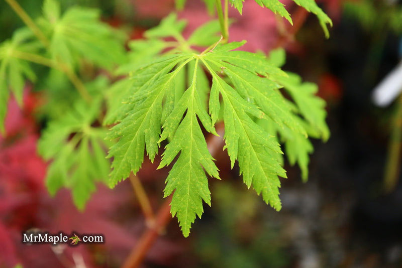 - Acer circinatum 'Monroe' Japanese Maple - Mr Maple │ Buy Japanese Maple Trees