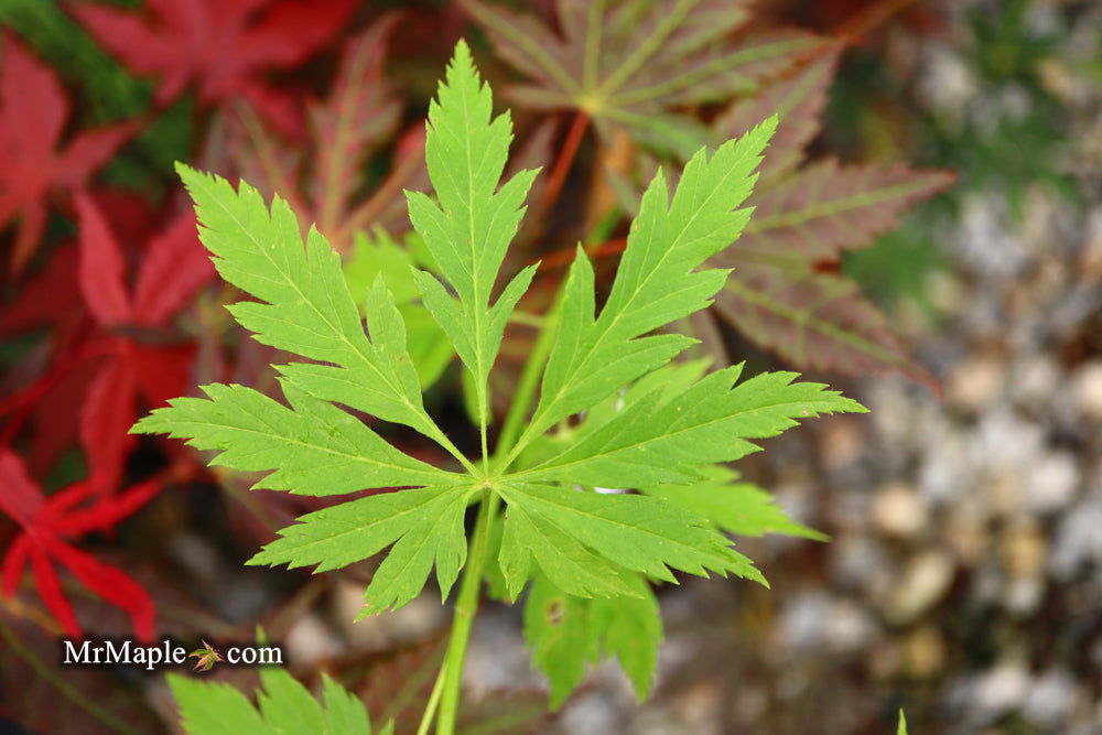 Buy Acer circinatum 'Monroe' Japanese Maple — Mr Maple │ Buy