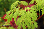 - Acer circinatum 'Monroe' Japanese Maple - Mr Maple │ Buy Japanese Maple Trees