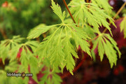 - Acer circinatum 'Monroe' Japanese Maple - Mr Maple │ Buy Japanese Maple Trees