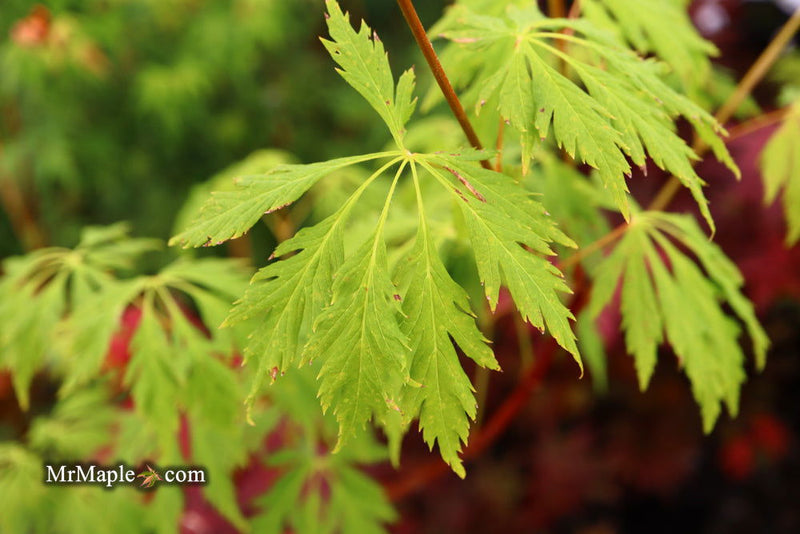 - Acer circinatum 'Monroe' Japanese Maple - Mr Maple │ Buy Japanese Maple Trees