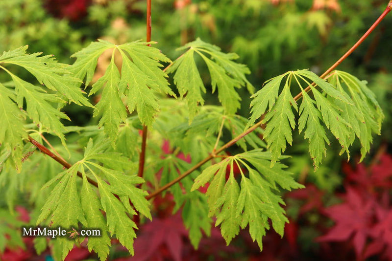 - Acer circinatum 'Monroe' Japanese Maple - Mr Maple │ Buy Japanese Maple Trees