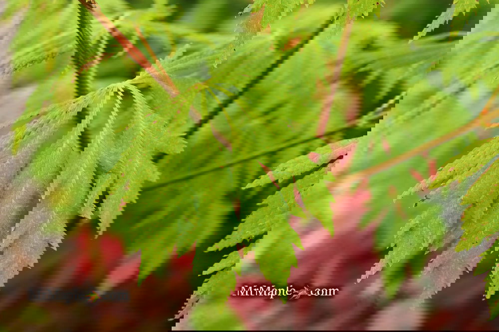 Buy Acer circinatum 'Monroe' Japanese Maple — Mr Maple │ Buy