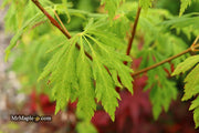- Acer circinatum 'Monroe' Japanese Maple - Mr Maple │ Buy Japanese Maple Trees