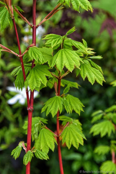 - Acer circinatum 'Pacific Fire' Coral Bark Japanese Maple - Mr Maple │ Buy Japanese Maple Trees