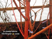 - Acer circinatum 'Pacific Fire' Coral Bark Japanese Maple - Mr Maple │ Buy Japanese Maple Trees