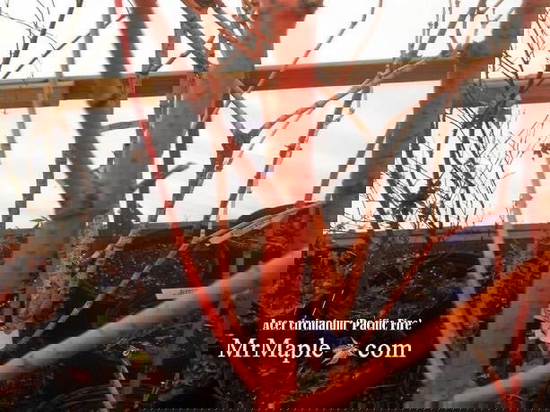 - Acer circinatum 'Pacific Fire' Coral Bark Japanese Maple - Mr Maple │ Buy Japanese Maple Trees