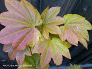 - Acer circinatum 'Pacific Fire' Coral Bark Japanese Maple - Mr Maple │ Buy Japanese Maple Trees