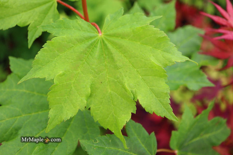 - Acer circinatum 'Pacific Fire' Coral Bark Japanese Maple - Mr Maple │ Buy Japanese Maple Trees