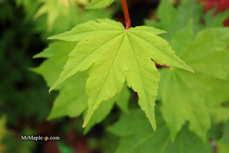 - Acer circinatum 'Pacific Fire' Coral Bark Japanese Maple - Mr Maple │ Buy Japanese Maple Trees