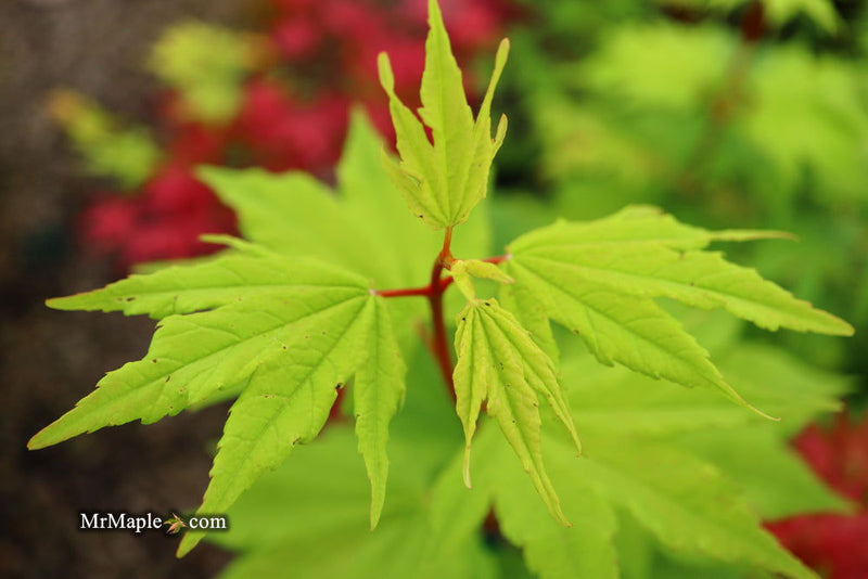 - Acer circinatum 'Pacific Fire' Coral Bark Japanese Maple - Mr Maple │ Buy Japanese Maple Trees
