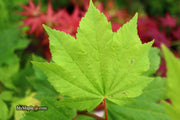 - Acer circinatum 'Pacific Fire' Coral Bark Japanese Maple - Mr Maple │ Buy Japanese Maple Trees