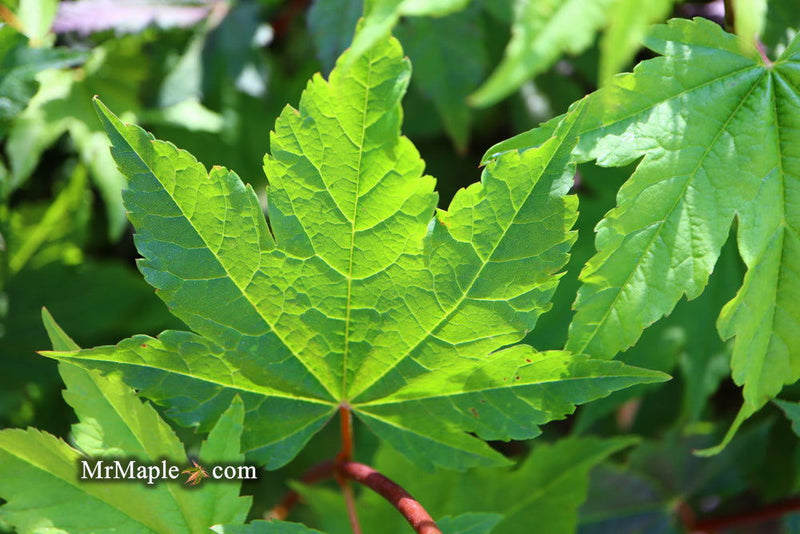 - Acer circinatum 'Pacific Fire' Coral Bark Japanese Maple - Mr Maple │ Buy Japanese Maple Trees