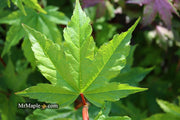 - Acer circinatum 'Pacific Fire' Coral Bark Japanese Maple - Mr Maple │ Buy Japanese Maple Trees