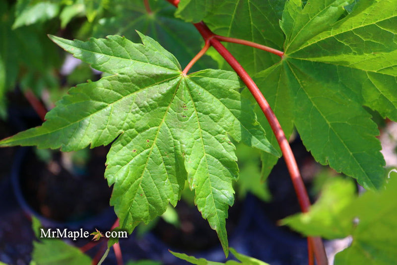 - Acer circinatum 'Pacific Fire' Coral Bark Japanese Maple - Mr Maple │ Buy Japanese Maple Trees