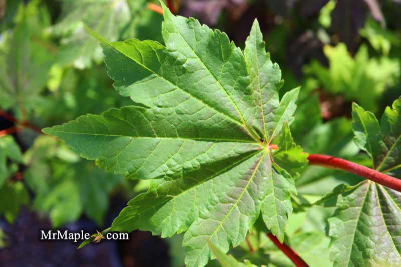 - Acer circinatum 'Pacific Fire' Coral Bark Japanese Maple - Mr Maple │ Buy Japanese Maple Trees