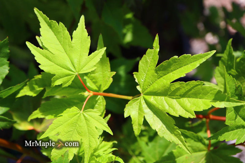 - Acer circinatum 'Pacific Fire' Coral Bark Japanese Maple - Mr Maple │ Buy Japanese Maple Trees