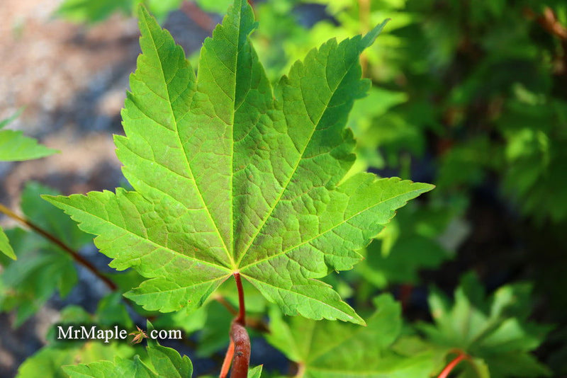 - Acer circinatum 'Pacific Fire' Coral Bark Japanese Maple - Mr Maple │ Buy Japanese Maple Trees